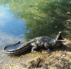 Reptiles^Statues & Sculptures Baby Crocodile Bronze Metal Garden Ornament