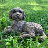 Dogs^Statues & Sculptures Cockapoo 25cm Bronze Resin Garden Ornament