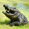 Reptiles^Statues & Sculptures Crocodile Half-Size Bronze Metal Garden Statue