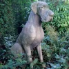 Dogs^Statues & Sculptures Great Dane Male Dog Stone Garden Statue