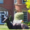 Stags & Deers^Statues & Sculptures Laying Deer Stag Bronze Metal Garden Statue