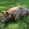 Farm^Statues & Sculptures Lazy Pig 36cm Bronze Resin Garden Ornament